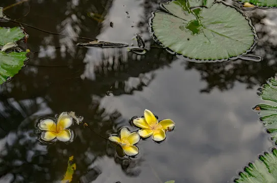 体彩排列五走势图预览